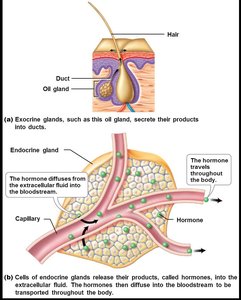 Comparison of exocrine and endocrine gland secretion