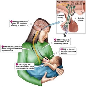 Oxytocin release and milk ejection reflex