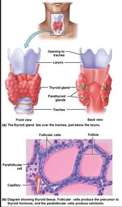 Thyroid gland structure and tissue