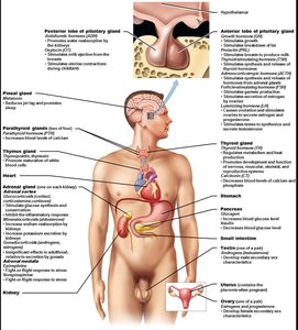 Major endocrine glands and organs with endocrine tissue