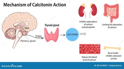 Mechanism of calcitonin action