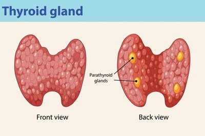 Thyroid and parathyroid gland locations