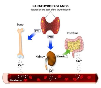 Parathyroid hormone action on bone, kidney, and intestine