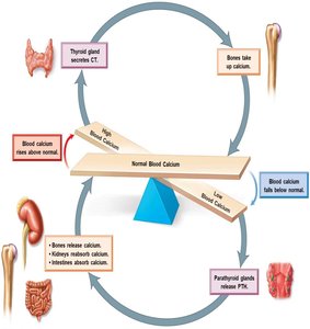 Blood calcium regulation by thyroid and parathyroid glands