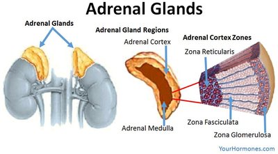 Adrenal gland structure and cortex zones