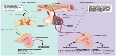 Short-term and long-term stress responses