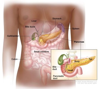 Pancreas location and structure
