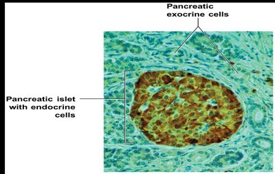 Pancreatic islet with endocrine cells