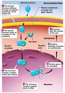 Mechanism of steroid hormone action
