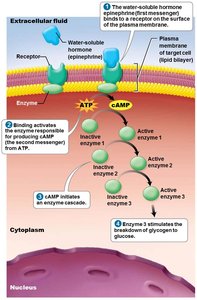 Mechanism of water-soluble hormone action via second messengers