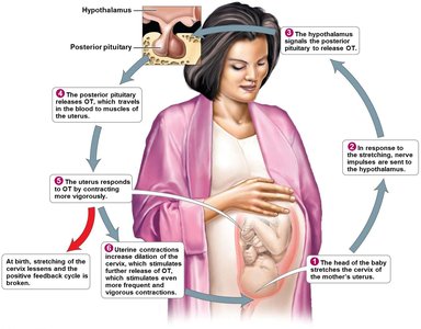 Positive feedback mechanism of oxytocin during childbirth
