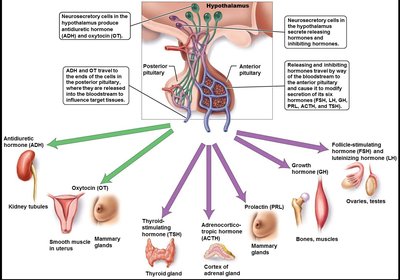 Hypothalamus and pituitary gland hormone pathways