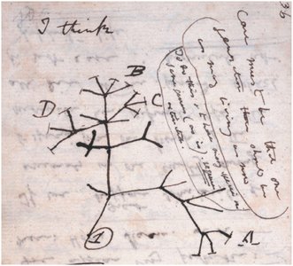 Darwin's sketch of a phylogenetic tree