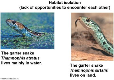 Temporal isolation in skunks
