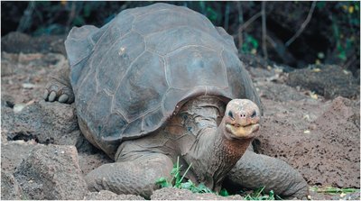 Giant Galápagos tortoise, Lonesome George