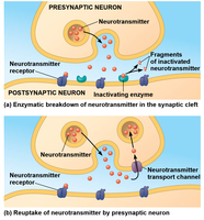 Diagram of neurotransmitter termination mechanisms