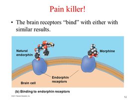 Diagram showing endorphin and morphine binding to receptors