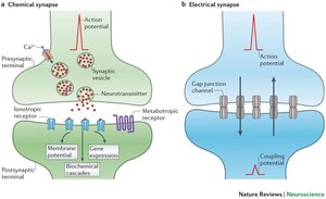 Diagram comparing chemical and electrical synapses