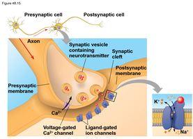 Detailed diagram of chemical synapse