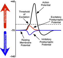 Graph showing EPSP and IPSP