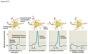 Diagram of summation of postsynaptic potentials