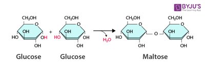 Dehydration reaction forming maltose from two glucose molecules