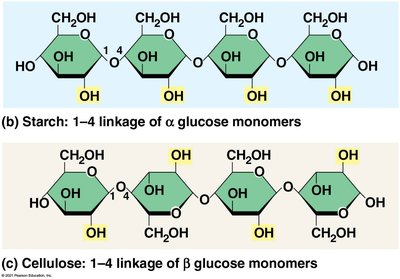 Amylose, amylopectin, and glycogen structures