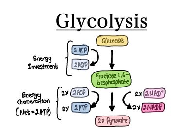 Cellulose microfibril structure