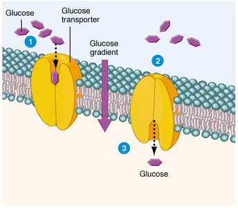 Glucose in blood