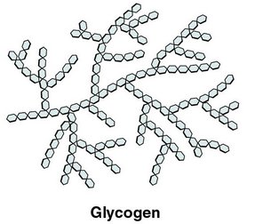 Starch and glycogen structures
