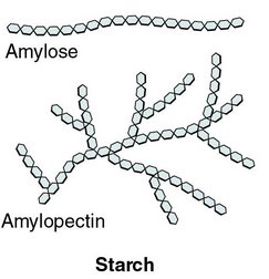 Glucose transporter in cell membrane