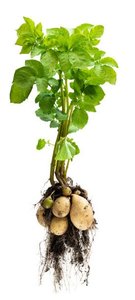 Starch storage in potato tuber and glycogen in muscle tissue