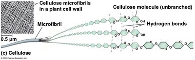 Cellulose microfibrils in plant cell wall