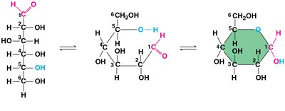 Functional groups in glucose and galactose