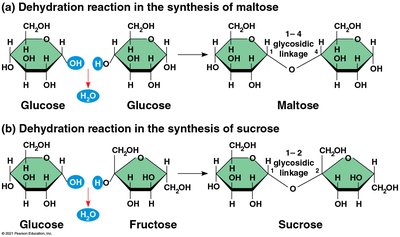 Isomers of glucose