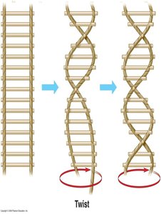 Ladder to double helix transformation