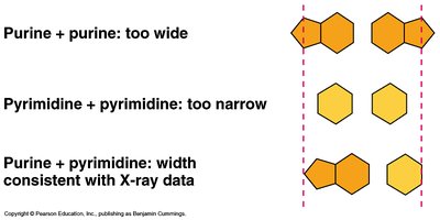 Purines and pyrimidines: base pairing and width