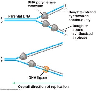 Leading and lagging strand synthesis during DNA replication