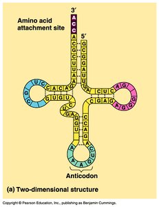 tRNA structure