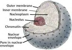 Diagram of the nucleus showing chromatin and nucleolus
