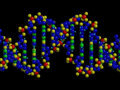 Structure of DNA nucleotides: thymine and cytosine