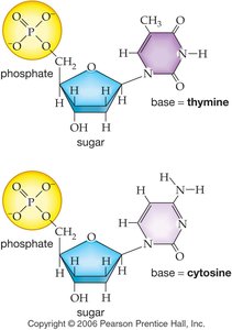 Structure of DNA nucleotides: adenine and guanine