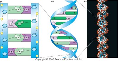 DNA double helix structure