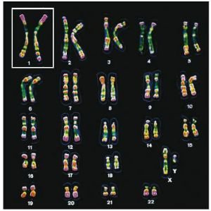 Diagram of sex chromosome inheritance