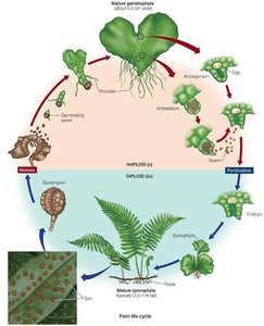 Diagram of human life cycle with meiosis and fertilization