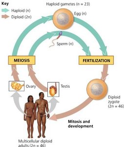 Diagram of human life cycle with meiosis and fertilization