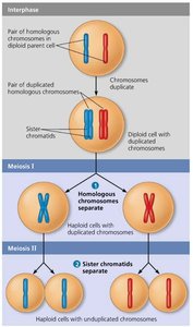 Diagram of meiosis showing homologs and sister chromatids