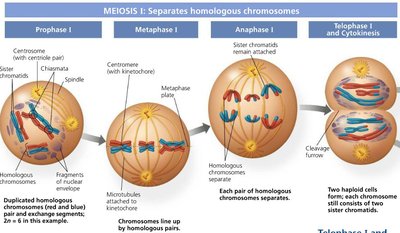 Meiosis I stages: Prophase I, Metaphase I, Anaphase I, Telophase I