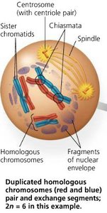 Metaphase I diagram