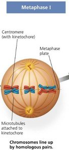 Anaphase I diagram